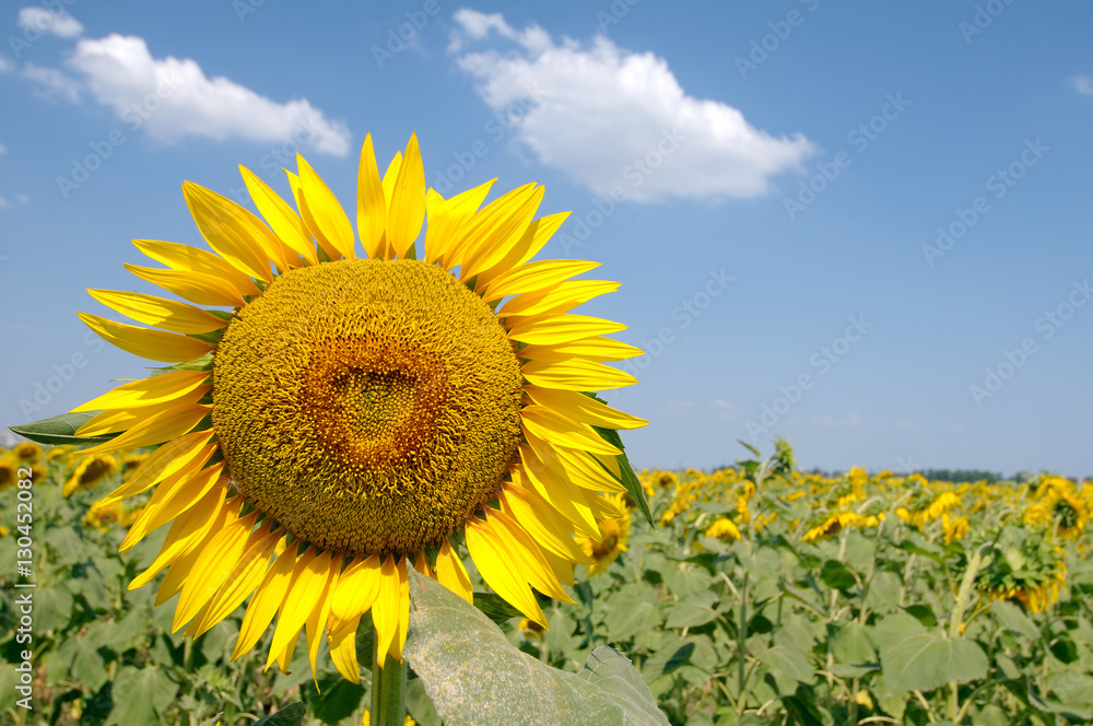Fototapeta premium Sunflower (Helianthus annuus)