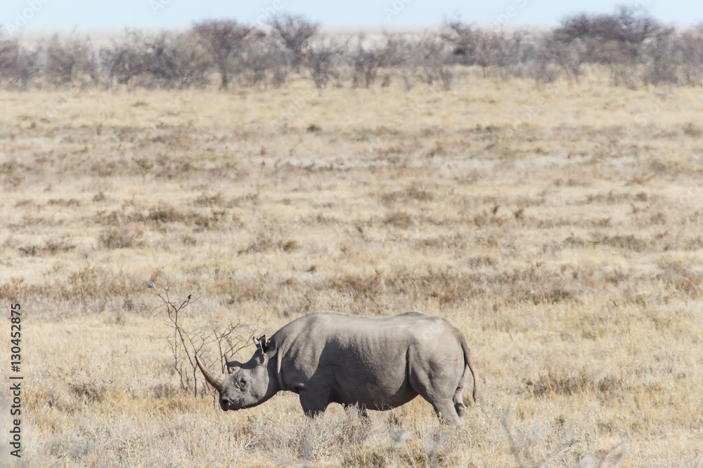 Fototapeta premium Black Rhino - Etosha Safari Park in Namibia