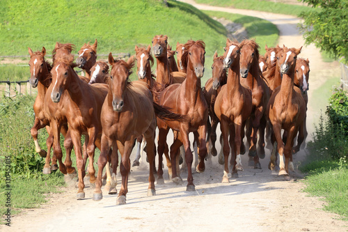 Thoroughbred horses canter across the bridge on a beautiful horse farm photo