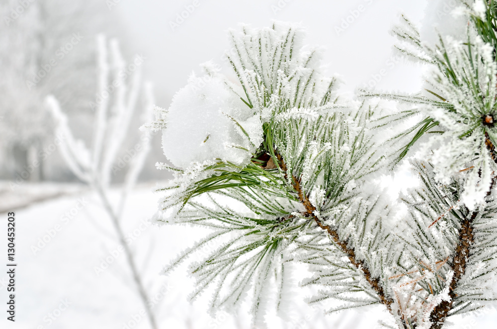 Pine needles covered with frost in the winter woods. Pine needles covered with frost in the winter woods.