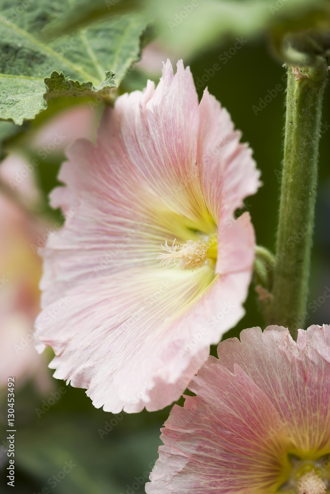 Fototapeta premium Light Pink Hollyhock Flower