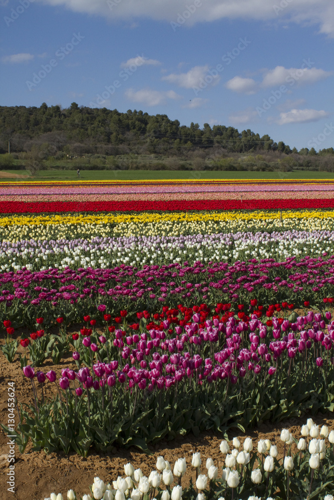 champs de tulipe dans la campagne Provençale 