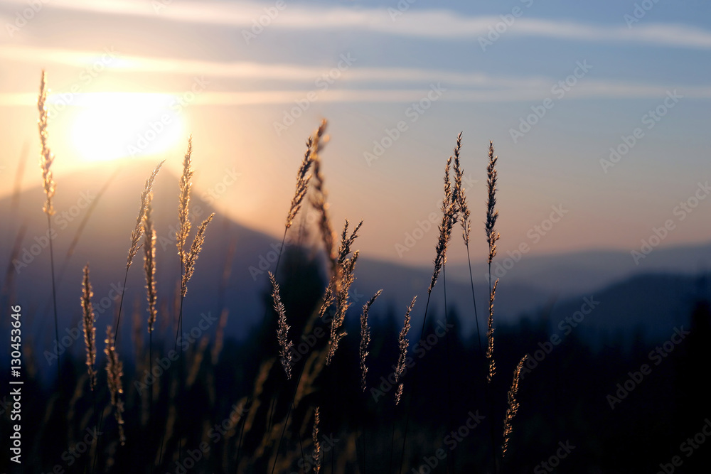 Fototapeta premium the grass in the morning sunlight