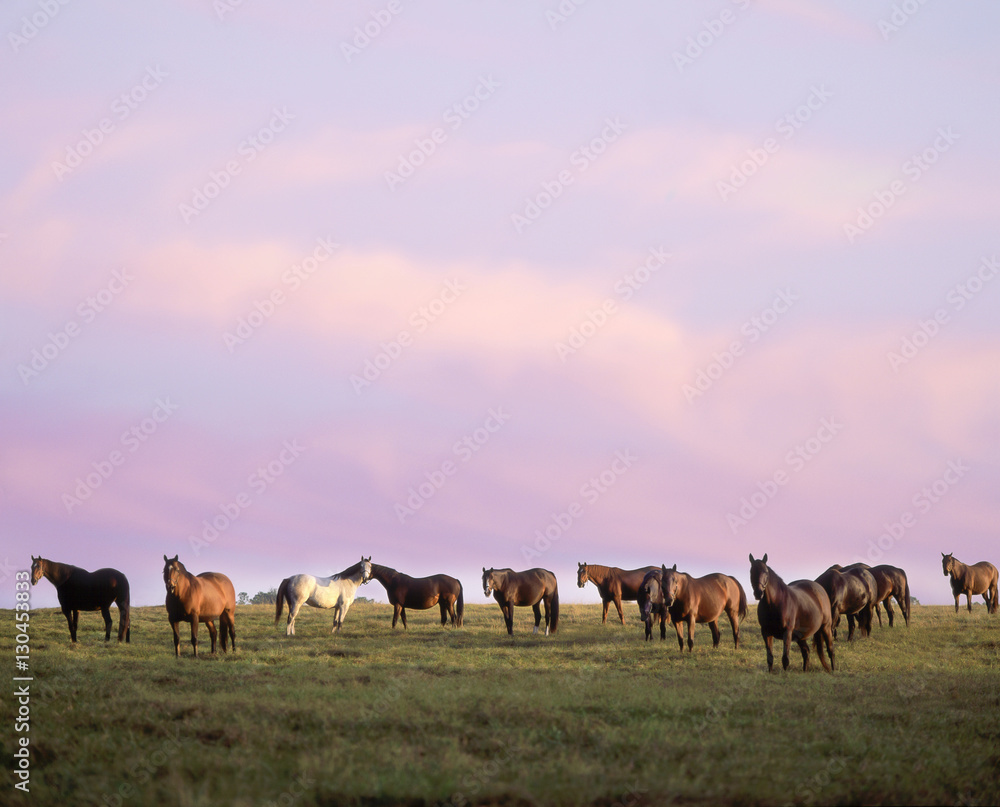 Herd of Thoroughbreds grazing on horizon at sunset Herd of Thoroughbreds grazing on horizon at sunset