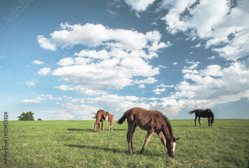 Thoroughbred mares and foals graze on rise. © Mark J. Barrett