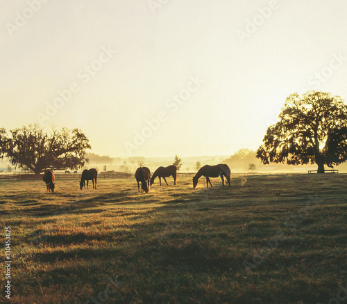 Herd of Thoroughbreds grazing on horizon at sunrise