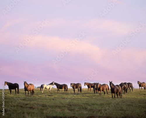 Herd of Thoroughbreds grazing on horizon at sunset
