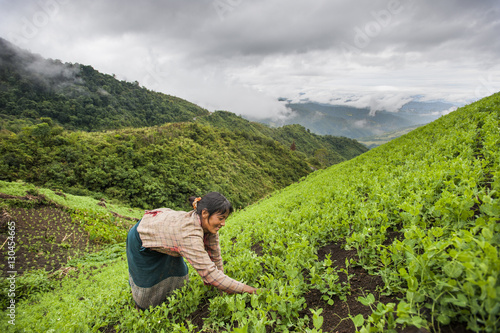 A woman clears away weeds in a pea field in north east India