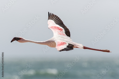 Flamingo Flying - Namibia