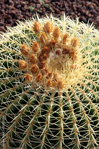 Echinocactus grusonii Cactus Agaete Gran Canaria Spain photo