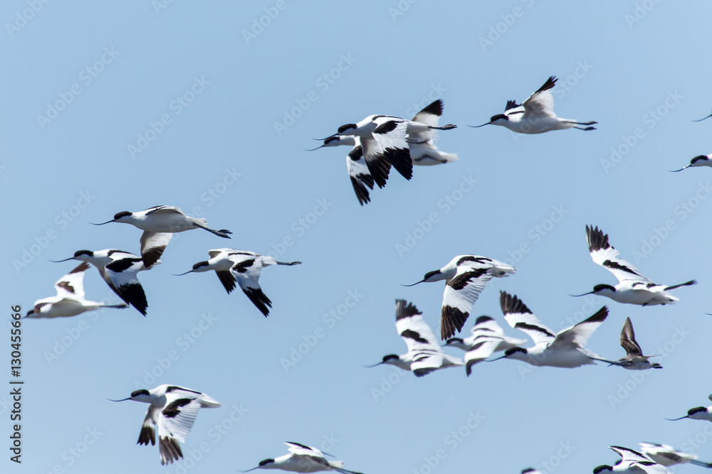 Pied Avocet, Namibia