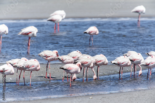 Flamingo - Namibia © Sam D'Cruz