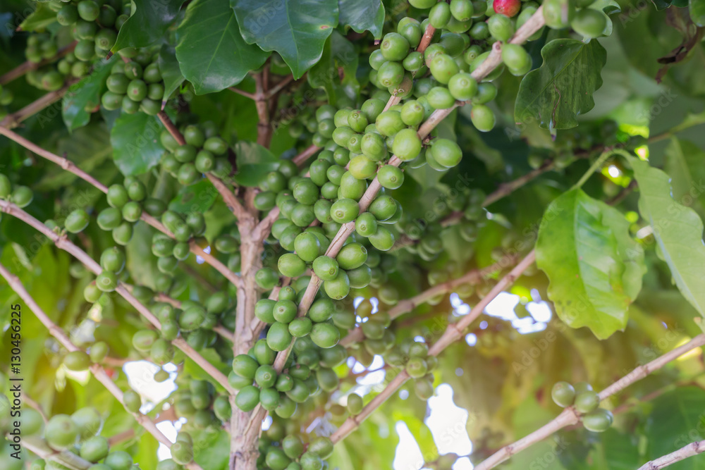 Green coffee beans Green coffee beans