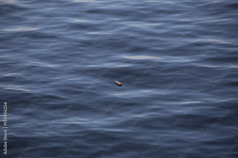 Fishing Bobber Floating on the Water