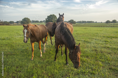Group of curious Thoroughbred yearlings in open paddock