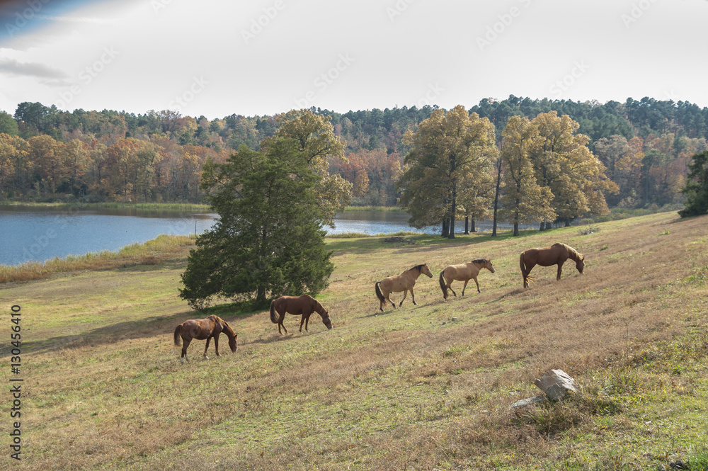 Horse in pasture overlooking scenic lake