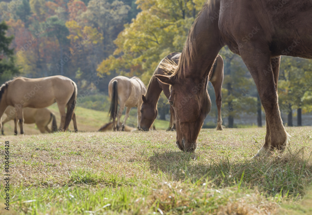 Horse graze with gathering clouds Horse graze with gathering clouds