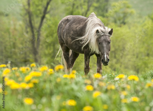 Senior aged pony in field of wildflowers © Mark J. Barrett