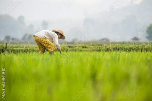 A woman plants rice in paddies near Myitkyina photo
