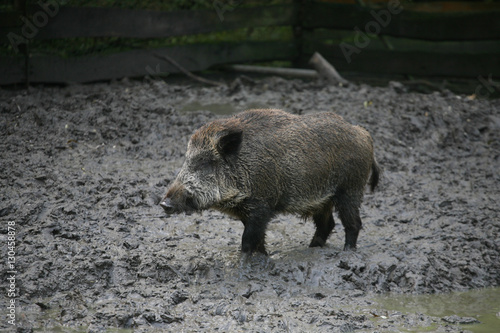 Dirty wild pig in the puddle