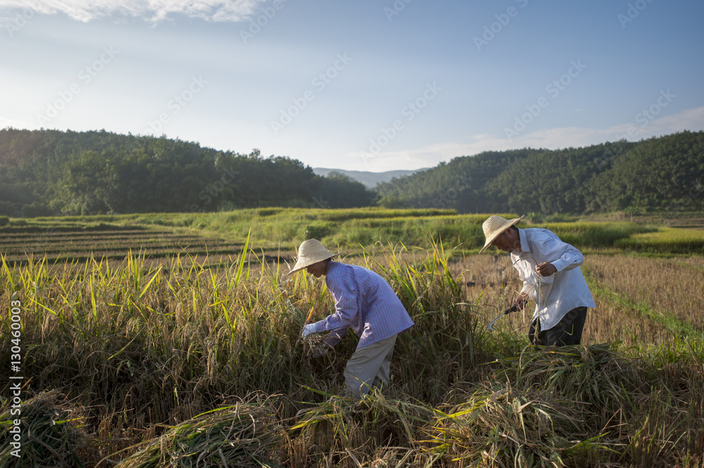 Farmers harvesting rice in the southern Yunnan Province, China Farmers harvesting rice in the southern Yunnan Province, China