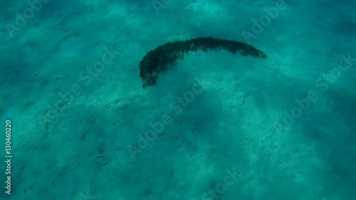 a large school of fish Striped Eel Catfish - Plotosus lineatus as a wave moving quickly on the sandy bottom (top view)
 photo