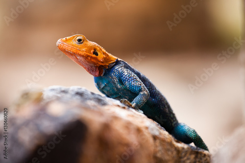 Kenyan rock agama lizard (Agama lionotus), Kenya