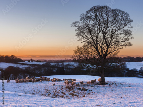 Wallpaper Mural A herd of sheep grazing in the winter snow near Delamere Forest, Cheshire Torontodigital.ca