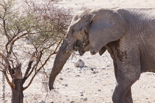 Elephant - Etosha Safari Park in Namibia