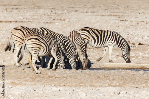 Zebra - Etosha, Namibia © Sam D'Cruz