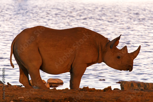 Black Rhino - Etosha Safari Park in Namibia