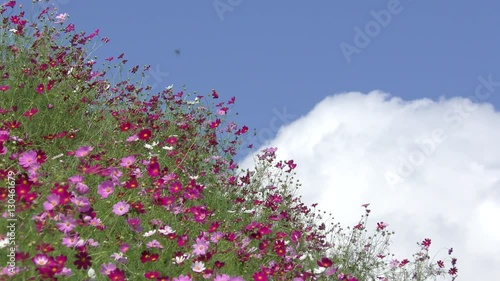 ピンクのコスモスの花花と雲の湧く空
