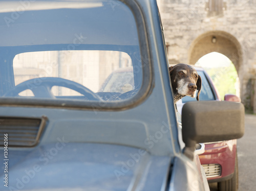 A dog waits patiently for its owner in a classic French Renault 4, France