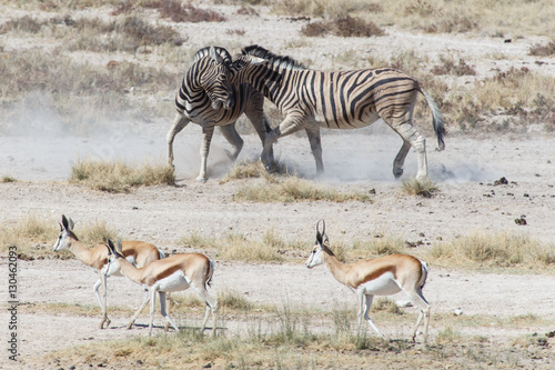 Zebra Fight - Etosha  Namibia