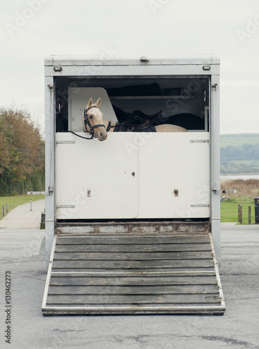 Horse peers out of a horsebox