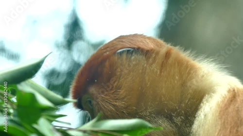 Proboscis monkey female, eating leaf 
 photo