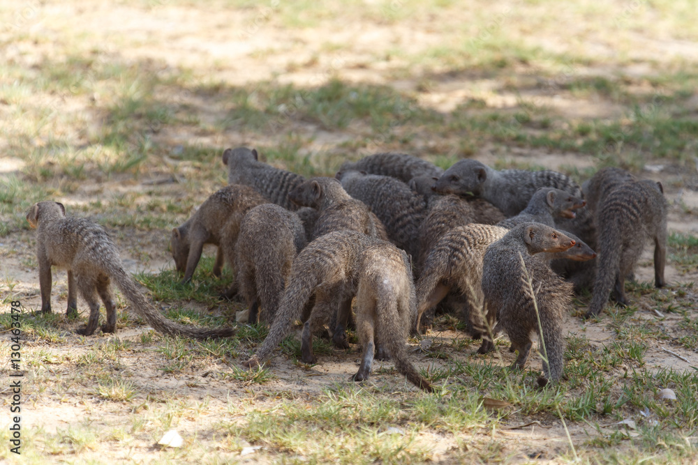 Banded Mongoose - Etosha Safari Park in Namibia Banded Mongoose - Etosha Safari Park in Namibia