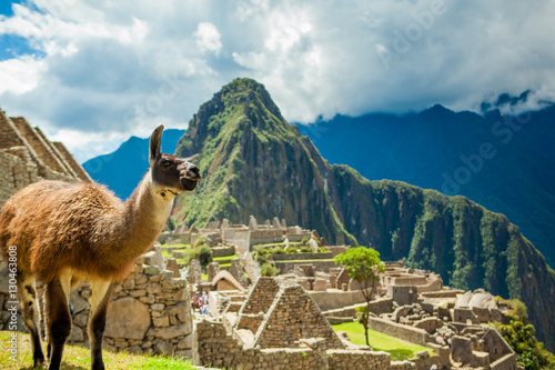 Resident llama, Machu Picchu ruins, Peru