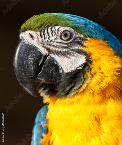 Blue and Yellow Macaw  Ara ararauna 