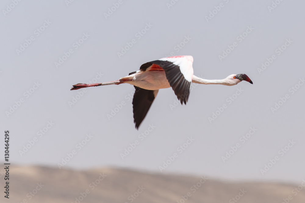 Obraz premium Flamingo Flying - Namibia