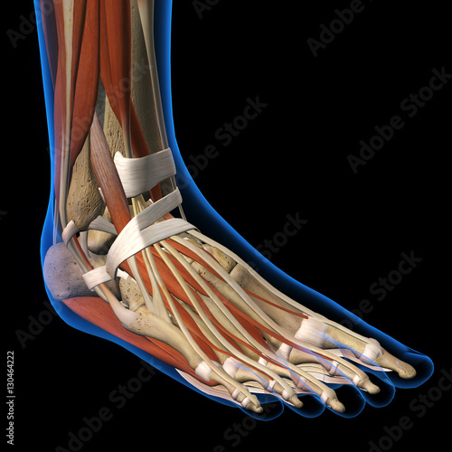 Woman X-ray Dorsal View of Foot