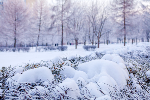 Winter background with snow-covered bushes