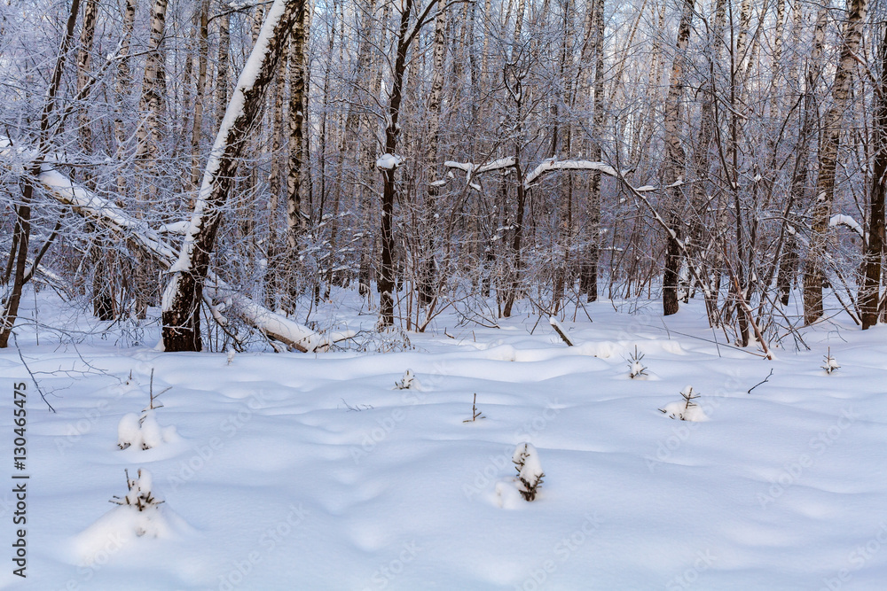Small pine trees covered with snow Small pine trees covered with snow