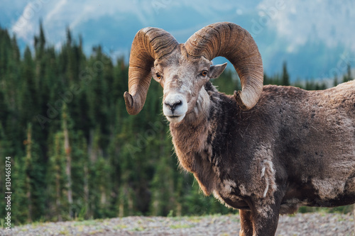 Wild Big Horn Sheep © kankankavee