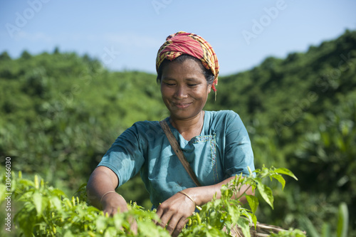 A Marma woman collecting chillies, Chittagong Hill Tracts, Bangladesh photo