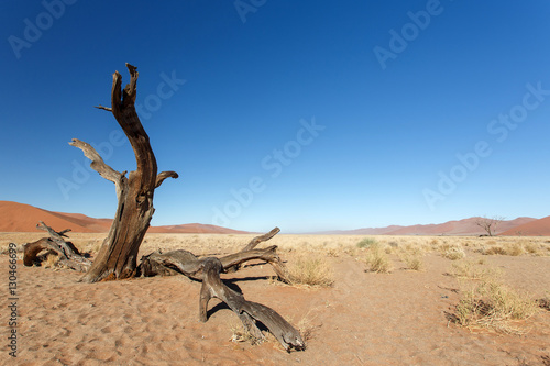 Dead Tree at Sossusvlei, Namibia © Sam D'Cruz