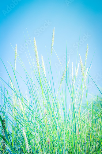 Grass on the beach, close up background