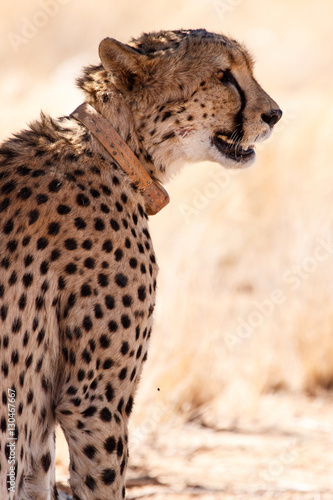 Cheetah in Sossusvlei, Namibia