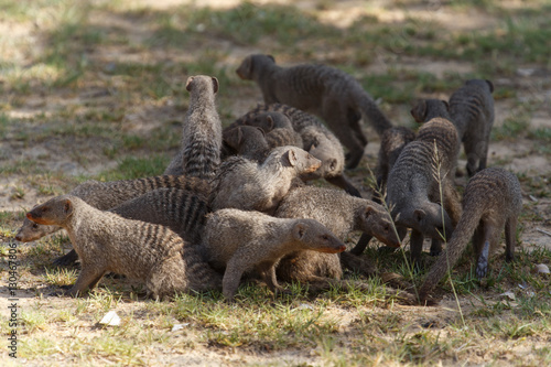 Photos Banded Mongoose - Etosha Safari Park in Namibia