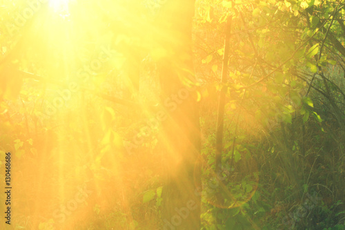 Beautiful beams of sun in the forsest, close up photo